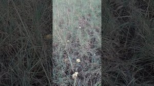 Готовим поле (под картофель следующего года)