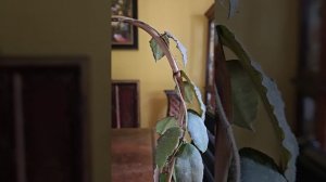 Hoya Caudata Sumatra@channellarysa Хойя Каудата Суматра@channellarysa