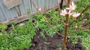 цветение персика 🍑 и нектарина выращенного из косточ