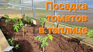 Посадка томатов в теплице 🍅