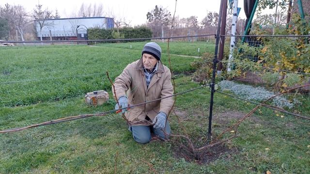 Как мы обрезаем и формируем виноград осенью... смотреть онлайн