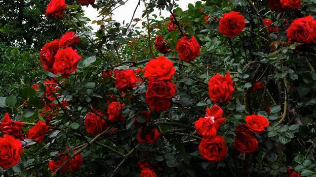 Хорошая русская песня радио онлайн смотреть онлайн