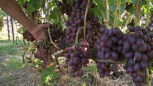 Виноград Армани смотреть онлайн