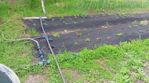 Посадили арбузы и дыни. Град на Кубани. Купили еще дом.