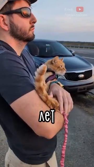 Кому жалко котика - лайк смотреть онлайн