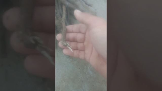 2024год. шахри Турсунзода японский руби роман 1нихол ва смотреть онлайн