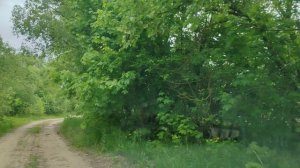 Верея. Клепиковский район. Рязанская обл. Россия