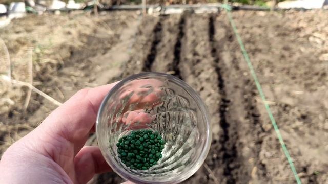 Редиска без хімії і  багатий урожай кожного року! Сорт?