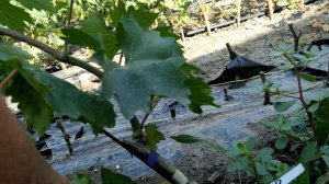 Виноградный питомник Юрия Ефименко