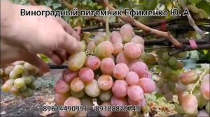 виноград Сиреневый