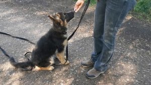 Овчарка - Щенок