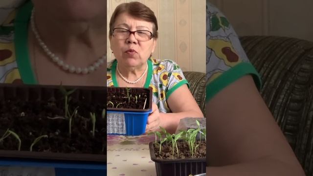 Сладкий перец, фон барон взошел. смотреть онлайн