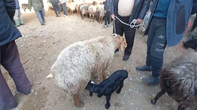 Панҷшанбе Бозори Ғулакандоз 20-март имруза нарху навои смотреть онлайн