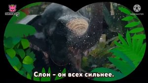 Приключения в джунглях🎤 | Песни про приключение | Караоке Пинкфонг для детей