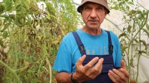 Обзор томатов, сорта; Волчий клык, Загадка долины роз, ?