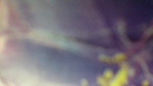 У меня, у тебя красивая морковка(наброски)