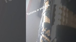 Тополь и рябина, на гармони, цифры 89277382068