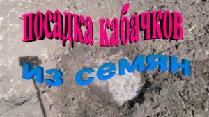 посадка кабачков из семян