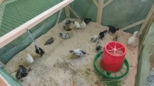 Какой кошмар! Куры и перепела живут в городской квартире и кукарекают по утрам?)))