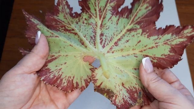 Как посадить лист бегонии и не потерять его. смотреть онлайн