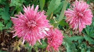 хризантема АННА ЯРОСЛАВНА