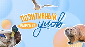 Птица-нарушитель и переводчик с кошачьего. "Позитивный улов"