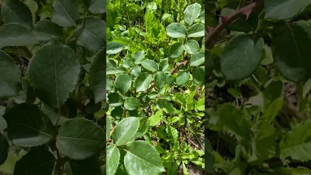 Роза Дам де Кер. Dame de Coeur ЧГ