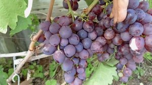 Виноград Памяти учителя на 27 июля 24г