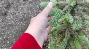 Очередные новости с участка на юге