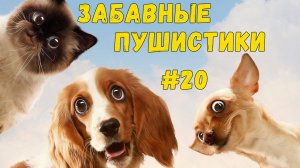 Я РЖАЛ ДО СЛЕЗ 😹 СМЕШНЫЕ КОШКИ И СОБАКИ  СМЕШНЫЕ ЖИВОТНЫЕ 2025 😹 ЛУЧШИЕ ПРИКОЛЫ #20