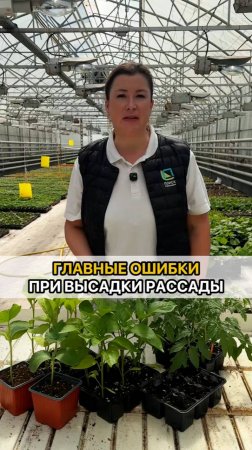 ГЛАВНЫЕ ОШИБКИ при высадке рассады!
