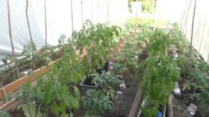 Как выглядят мои томаты и перцы после заморозков