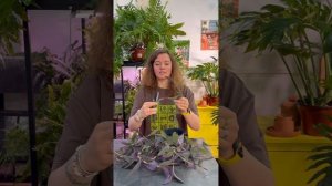 Как укоренить традесканцию