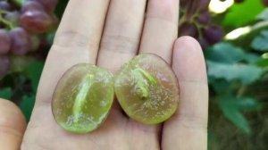 Терра - виноград очень раннего срока созревания с муск