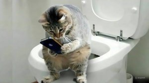 Самые 🐱смешные животные 🐧 Потрясающие смешные приколы 😁  из жизни животных
