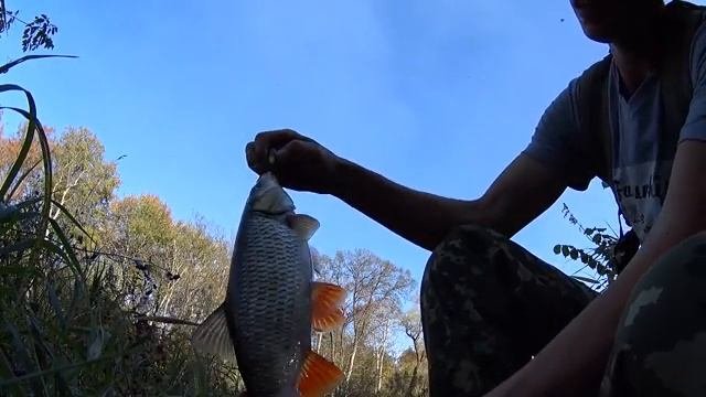 ловля крупного голавля