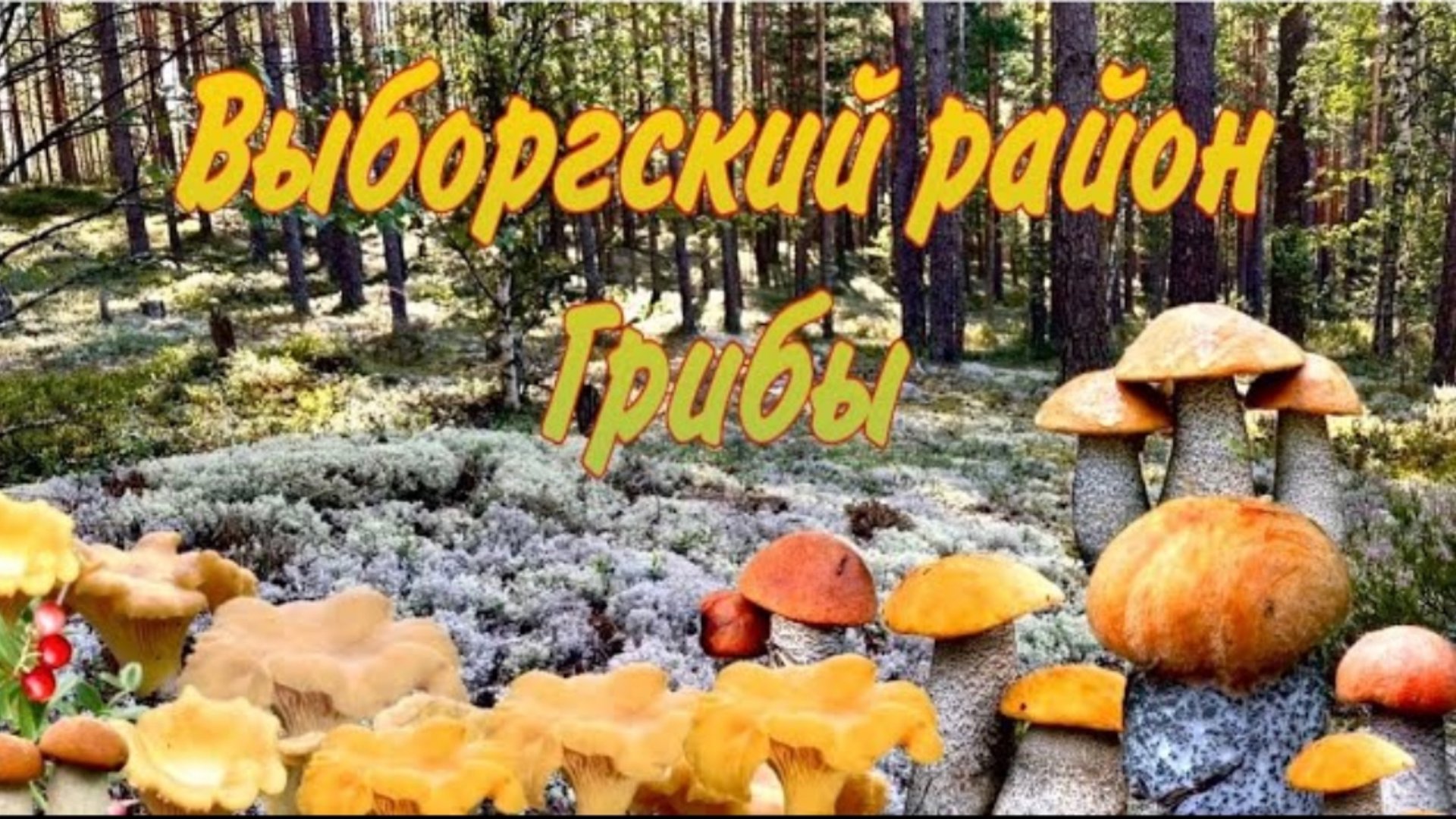 Грибы в Выборгском районе_Ехали за первыми БОРОВИКАМИ_Сезон открыт успешно! смотреть онлайн