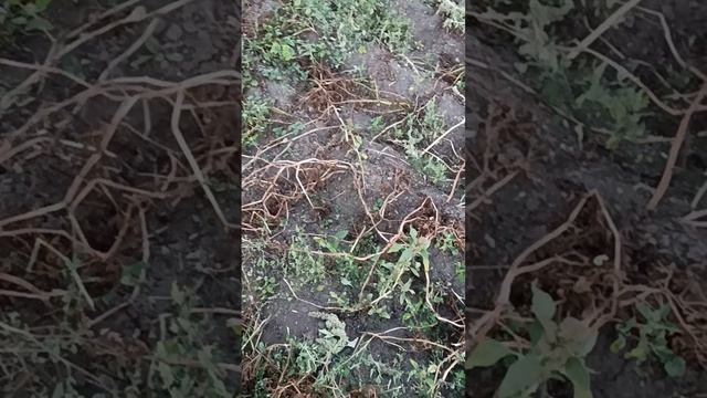 картофель"маяк"