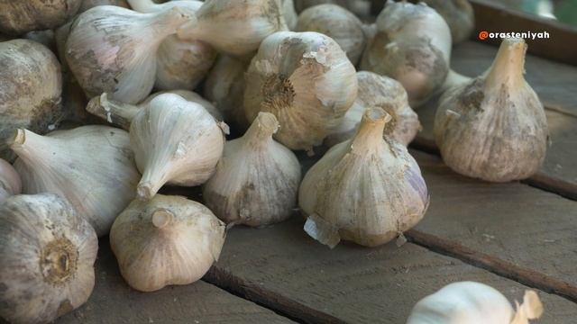 Чеснок: Тайны, Легенды и Мощь Пряного Защитника Челове смотреть онлайн