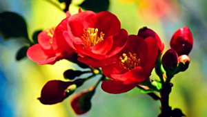 ✨ 432 Гц АУРА ЛЮБВИ И ВОССТАНОВЛЕНИЯ 🎵 ДУШЕВНАЯ МУЗЫКА ДЛЯ МЕДИТАЦИИ 🎵 РЕЛАКС МУЗЫКА ДЛЯ СНА