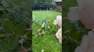 Английская Роза Дэвида Остина. Волертон Олд Холл