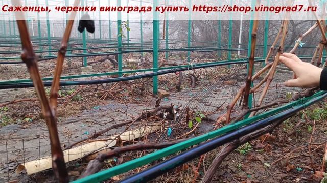 ГФ винограда Суперэкстра - обрезается с учетом наклон?