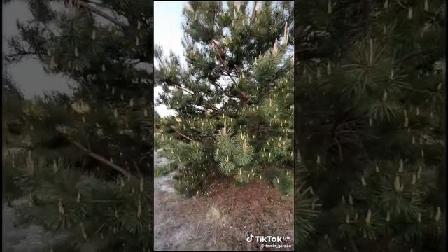 Зелёная здравница 21