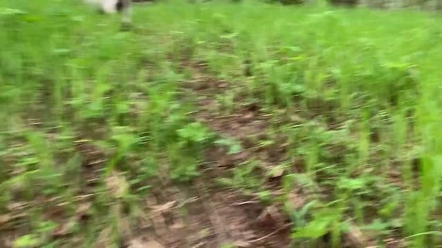 Лесной квест смотреть онлайн