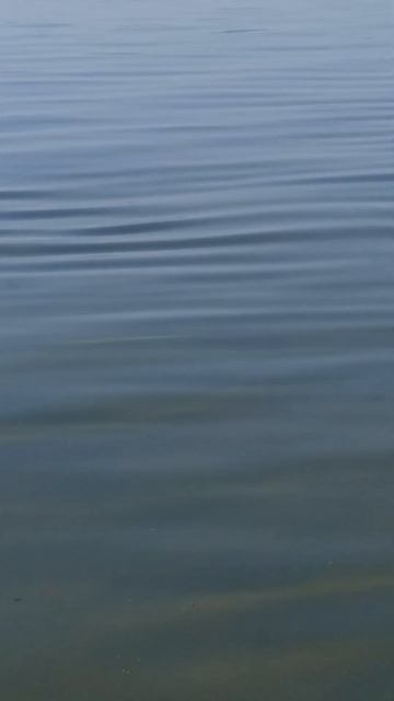 Чистое озеро Увильды. #увильды , #природа смотреть онлайн