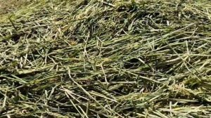Заготовка сенажа в рулонах из поврежденной заморозка?