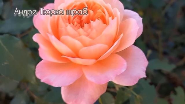 Цветы роз крупным планом. 57 сортов смотреть онлайн