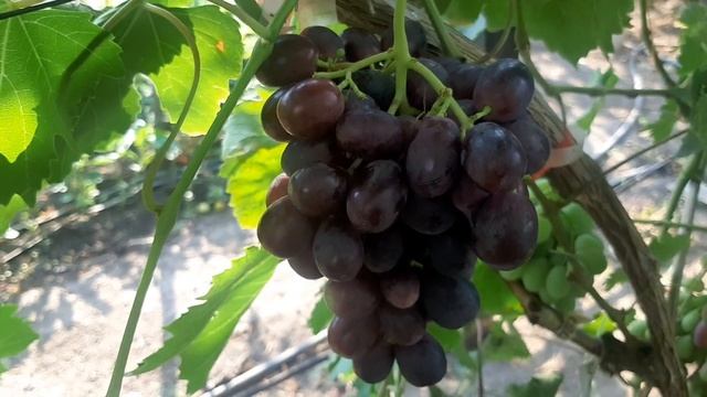 Квартет - новая форма Калугина В.М. сверх ранний вкусне