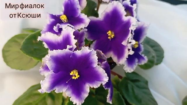 Цветущие сортовые фиалки, обзор.
