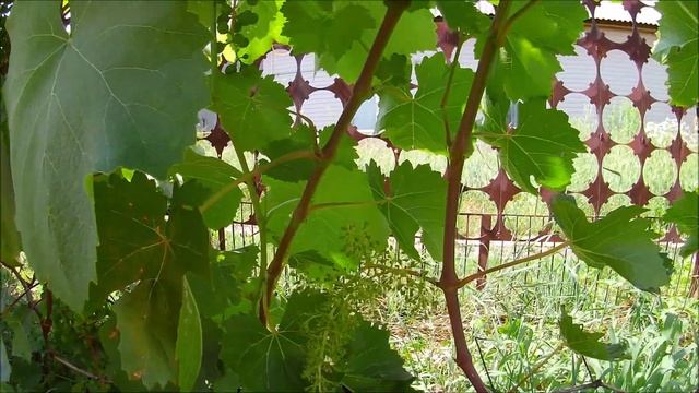 виноград в конце июня и работа с листьями смотреть онлайн